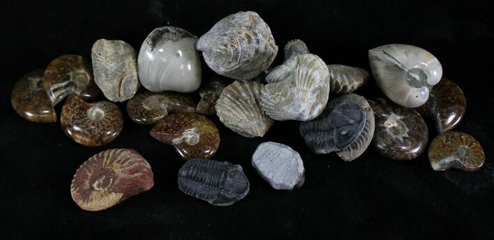 Mixed bulk fossil for Steffi #24699